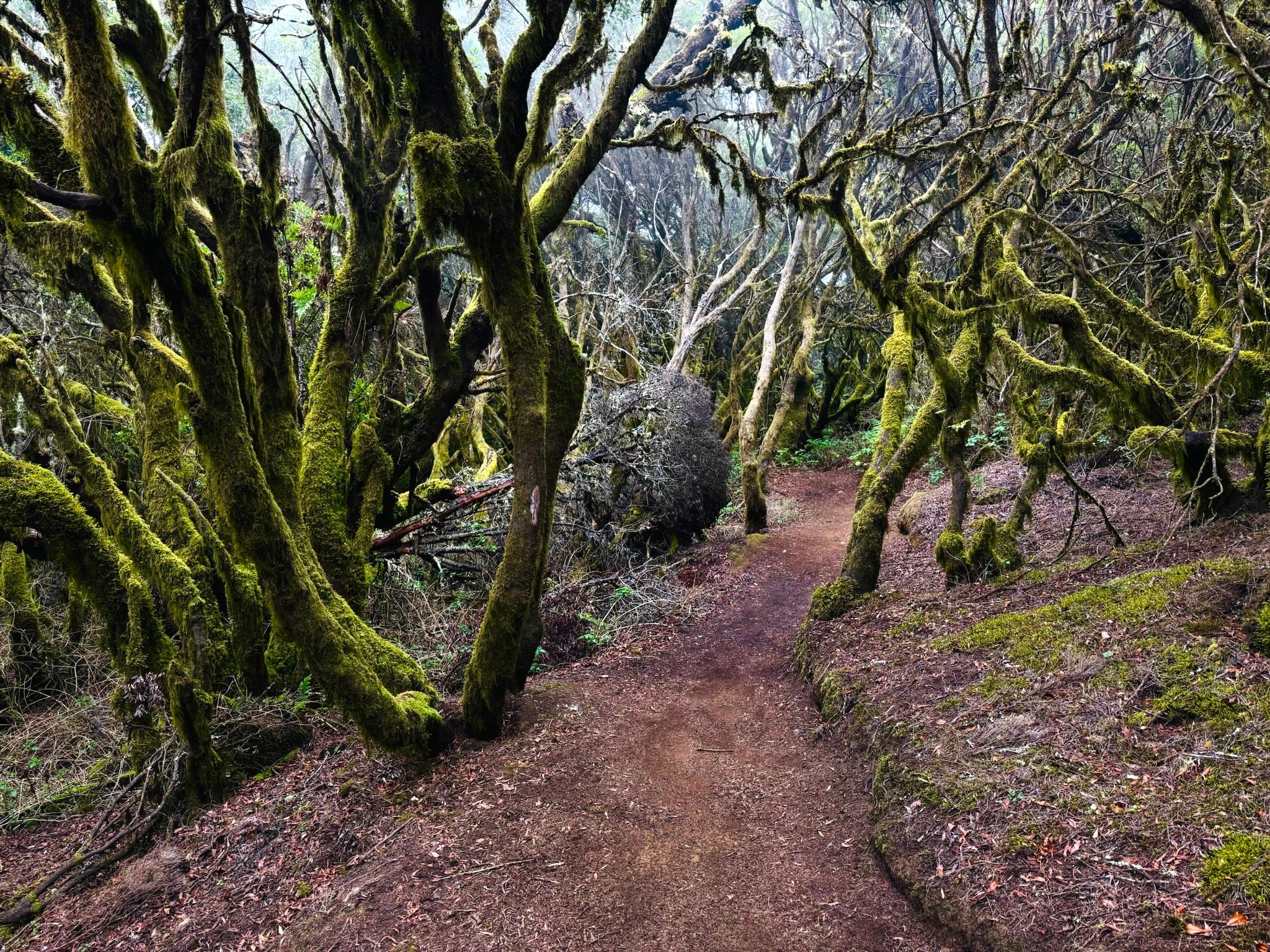 Lasy wawrzynowe skąpane w chmurach tworzą magiczną, baśniową atmosferę, El Hierro