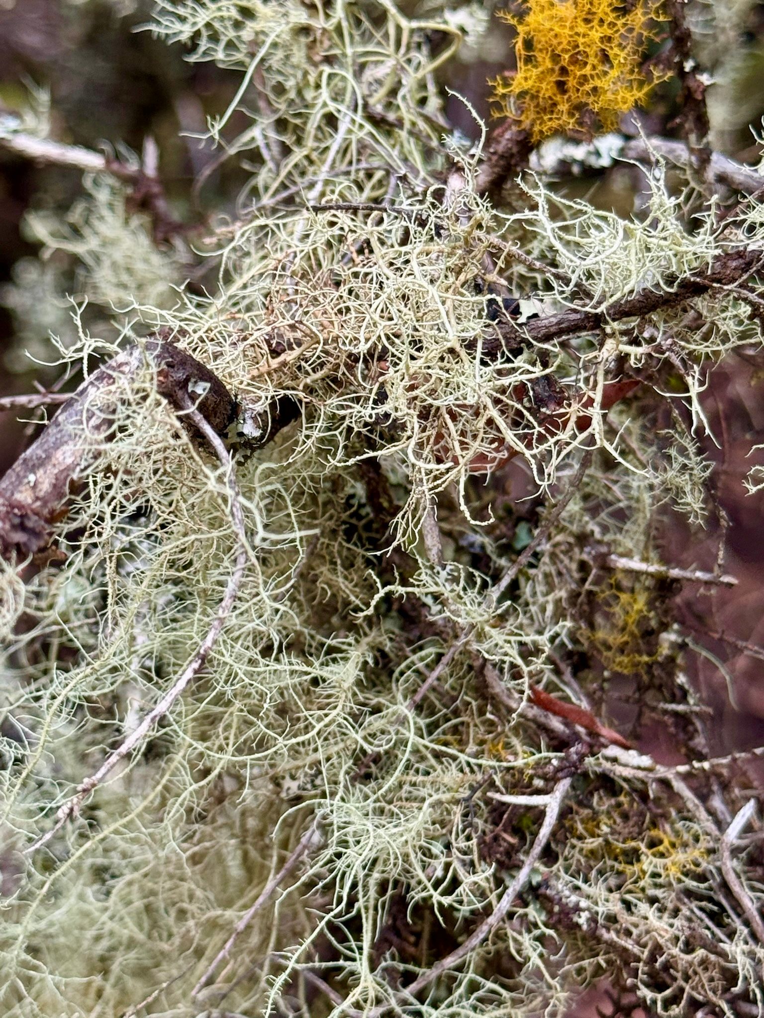 Przyroda w lasach wawrzynowych zachwyca, El Hierro