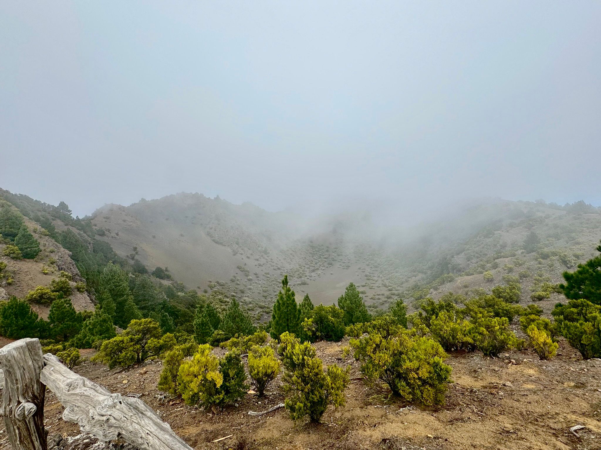 Gdy tylko gęsta mgła dopuści odrobinę światła słonecznego, zieleń zyskuje jeszcze żywsze kolory, La Palma